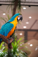 Vibrant blue and yellow macaw perched on a branch in a tropical setting © Thanakrit