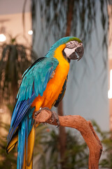 Vibrant blue and yellow macaw parrot perched on a branch in a tropical setting © Thanakrit
