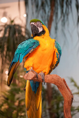 Vibrant blue and yellow macaw parrot perched on a branch in soft natural light © Thanakrit