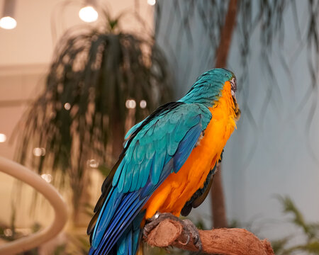 Vibrant blue and yellow macaw perched on a branch in a tropical setting