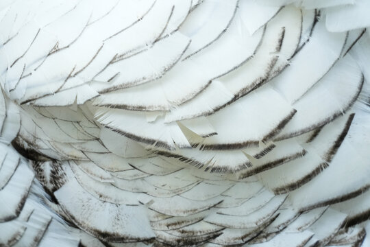 Beautiful and elegant macro texture of white and black bird feathers.