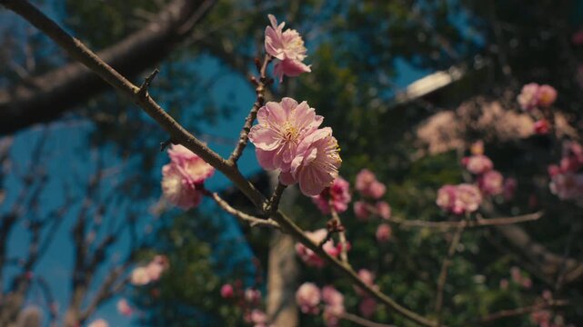 Pink Plum Blossoms Against a Blue Sky in Spring, Japan