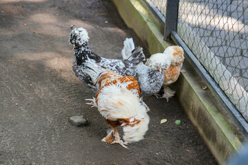 Polish chickens with unique fluffy feathers resting in an enclosure. © Alvi Prasetya