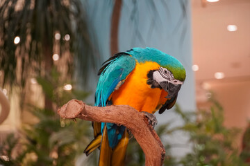 Blue and yellow macaw perched on a branch with soft bokeh background © Thanakrit