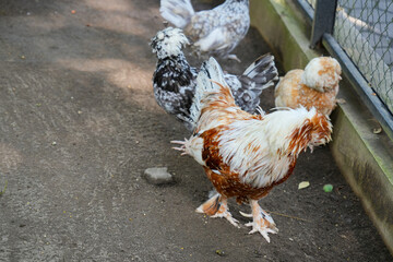 Polish chickens with unique fluffy feathers resting in an enclosure. © Alvi Prasetya