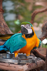 Vibrant blue and yellow macaw parrot perched on a wooden branch eating seeds © Thanakrit