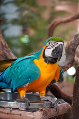 Vibrant blue and yellow macaw parrot perched on a branch in natural light © Thanakrit