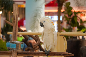 Majestic white cockatoo with striking yellow crest perched on a wooden branch © Thanakrit