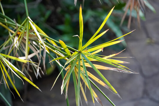 Close-up of vibrant green and yellow papyrus plant leaves in sunlight