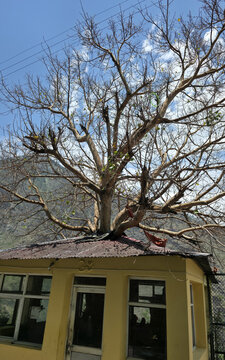 Large mature tree grows through rooftop, creating a remarkable natural and architectural landmark.