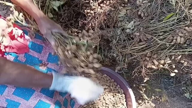 Close up shot of a rural female farmer hand picking organic raw peanuts from freshly harvested plant roots in agricultural field