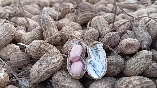 Extreme close up vertical tilt up shot of clean white organic raw peanuts spread out on concrete floor for natural sun drying in post harvest process