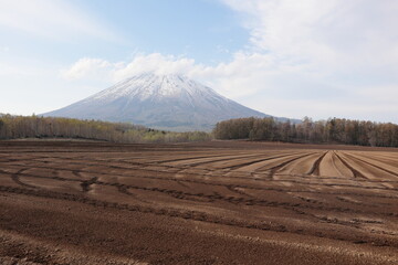 幾何学模様を描く広々とした畑と羊蹄山 北海道真狩村