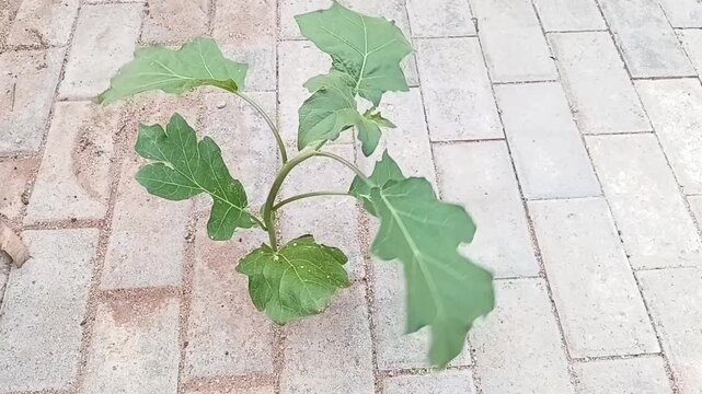 A resilient green eggplant plant growing through concrete interlock pavement tiles swaying in gentle breeze conceptualizing triumph over adversity