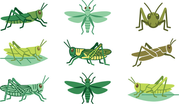 Grasshopper and Locust Insect Vector Icon Set with Various Green Crickets Poses Wings and Biological Elements for Wildlife Nature Education Designs