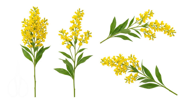 Collection of vibrant yellow broom shrubs, featuring four individual branches with green leaves, on a transparent background.