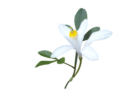 Naregamia alata or Goanese ipecacuanha plant with flowers isolated on a white background