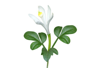 Obraz premium Naregamia alata or Goanese ipecacuanha plant with flowers isolated on a white background