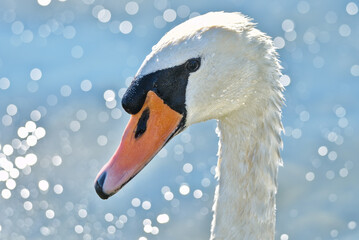 Closeup of white swan on the water © Cara