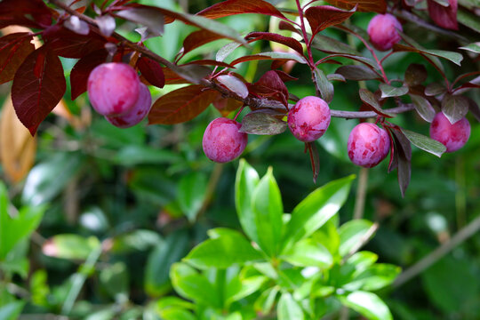 Red cherry plums ripening on branch with purple leaves
