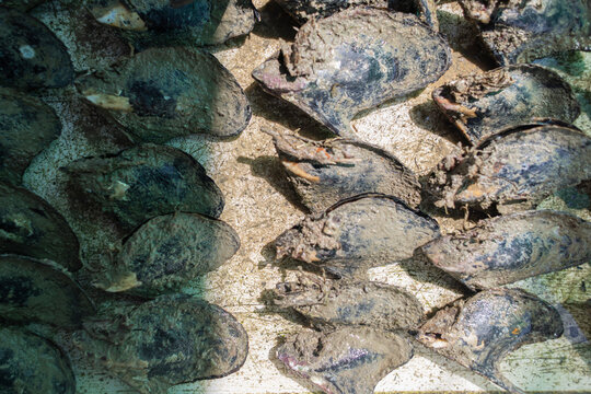 Lots of just-caught oysters