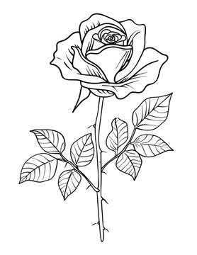 flowers coloring pages, flower coloring book, floral coloring pages, printable flower coloring, botanical coloring pages, adult coloring flowers, kids flower coloring