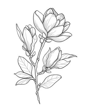 flowers coloring pages, flower coloring book, floral coloring pages, printable flower coloring, botanical coloring pages, adult coloring flowers, kids flower coloring