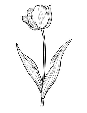 flowers coloring pages, flower coloring book, floral coloring pages, printable flower coloring, botanical coloring pages, adult coloring flowers, kids flower coloring
