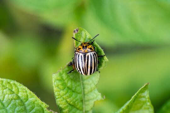 Colorado potato beetle resting on green leaf. Striped insect pest, macro nature detail in garden agriculture.