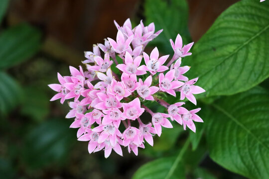 Pink pentas lanceolata flowers in garden close up