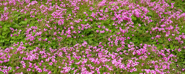 Fototapeta premium Pink Oxalis blossoms with green leaves in the garden.