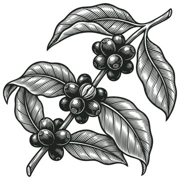 Vector engraving illustration of a fresh coffee branch with leaves and ripe berries. Vintage botanical art in detailed monochrome line style.