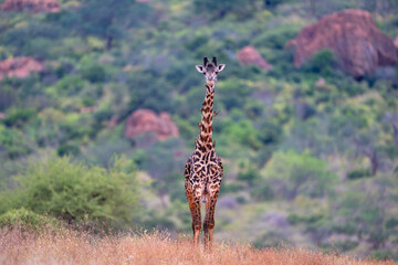 Male Masai giraffe stands covered in oxpeckers © Nick Dale