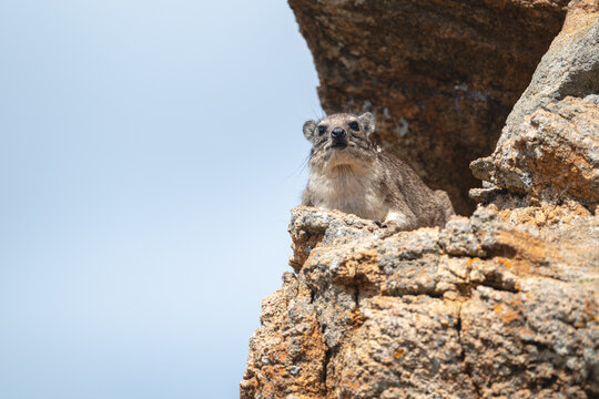 Rock hyrax on rock under blue sky