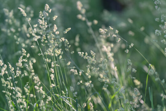 Delicate meadow grasses with soft backlight