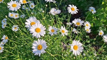 Fototapeta premium Beautiful blooming chamomile flowers in garden. Vibrant white daisies with yellow centers growing in lush green field under natural sunlight. Summery backdrop. Charming cluster of chamomile blossoms. 