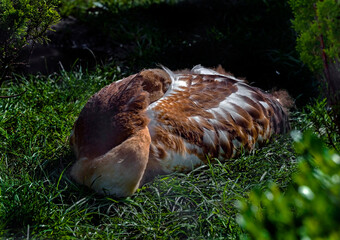 Fototapeta premium Young black-necked crane on the ground. Latin name - Grus nigricollis 