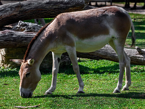 Kulan grazing on the lawn. Latin name - Equus hemionus. Also known as asian wild donkey