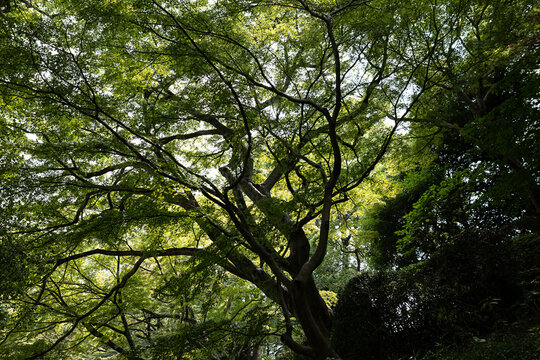 Lush green tree canopy with dappled sunlight filtering through leaves in Japan