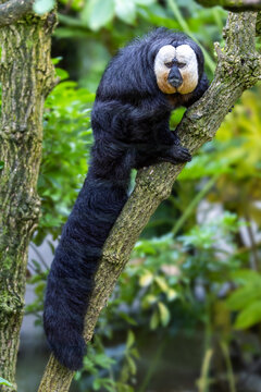 White-faced saki, pithecia pithecia, in a tree. This is an adult male and is indigenous to the Amazon rainforest and South America.