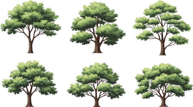 Green Deciduous Trees and Summer Forest Canopy Vector Illustration Set