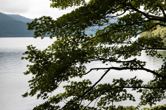 Tranquil lake view framed by green tree leaves in Japan