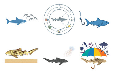 Naklejka premium Set of Various Shark Species and Marine Biological Concept Illustrations
