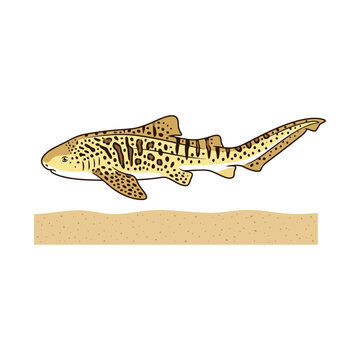 Side Profile Illustration of a Spotted Zebra Shark Swimming Near the Sandy Ocean Floor