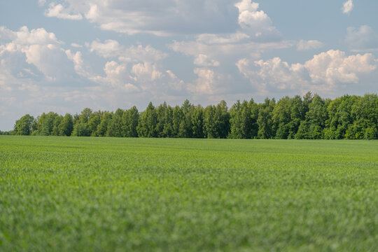 Wide green field with distant tree line under blue sky