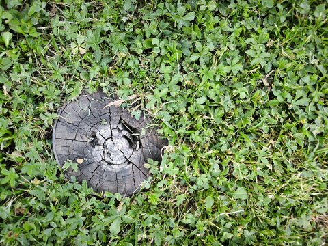 An old tree stump with cracks in the grass cover