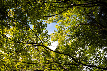 Fototapeta premium Lush green tree canopy against a bright blue sky with sunlight filtering through