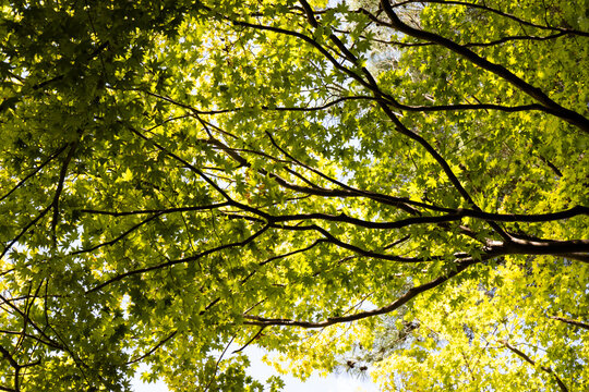 Sunlit green maple tree canopy against bright sky