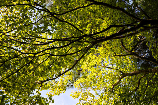 Lush green tree canopy viewed from below against a clear blue sky