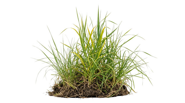Clump of green grass with yellowing tips on black background